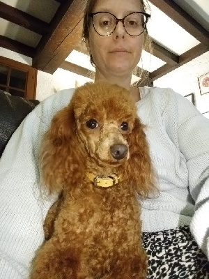 Étalon Caniche - So cute Du Domaine De La Vallée Heureuse