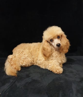 Étalon Caniche - Topaze Du domaine di l'Angeli