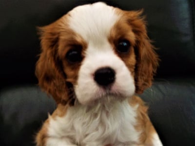 Étalon Cavalier King Charles Spaniel - Tesla Du Chateau Des Cours