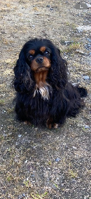 Étalon Cavalier King Charles Spaniel - CH. Together in paris de Castelburry