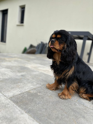 Étalon Cavalier King Charles Spaniel - Very good trip Of Sweet Little Kings