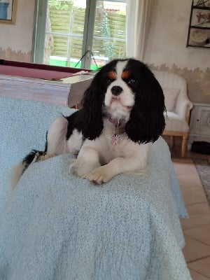 Étalon Cavalier King Charles Spaniel - Vanyna du clos de Montourtier