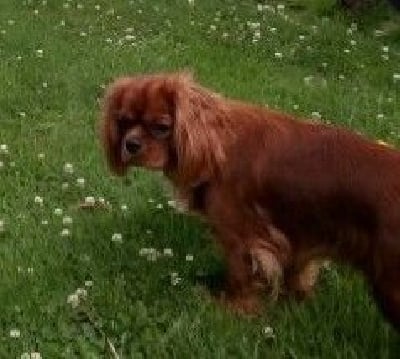 Étalon Cavalier King Charles Spaniel - Uh'lotte De la geode