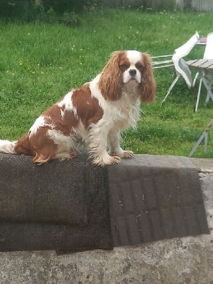Étalon Cavalier King Charles Spaniel - Uzume De La Source Des Titans