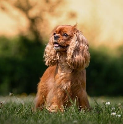 Étalon Cavalier King Charles Spaniel - Stella-cadente du clos d arlequin