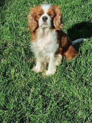 Étalon Cavalier King Charles Spaniel - Sayonara des marais de Bremes