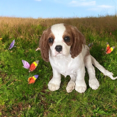 Étalon Cavalier King Charles Spaniel - Victoire Du Rougaillou
