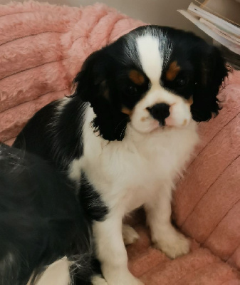 Étalon Cavalier King Charles Spaniel - Amidala de Bettignies