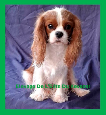 Étalon Cavalier King Charles Spaniel - T' kened De L'Elite Du Kevezer