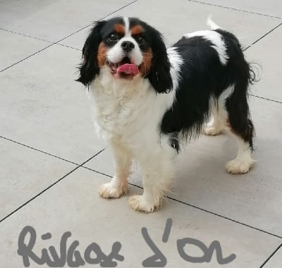 Étalon Cavalier King Charles Spaniel - Rivage d or D'Ez Mortes Terres