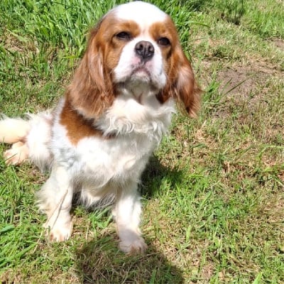 Étalon Cavalier King Charles Spaniel - Saphir Des Eternels Charmeurs