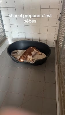 Étalon Cavalier King Charles Spaniel - Shanel Des Eternels Charmeurs