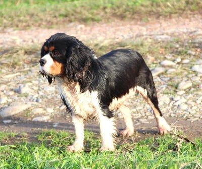 Étalon Cavalier King Charles Spaniel - Rimel Des Lacs De L'Adour