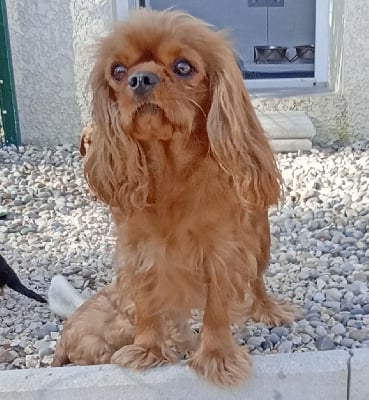 Étalon Cavalier King Charles Spaniel - Unforgettable usopp des joyaux de savejo