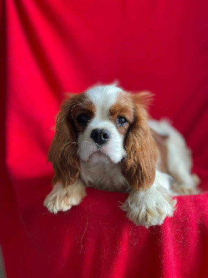 Étalon Cavalier King Charles Spaniel - Vermeille Du Souvenir Des Dicks
