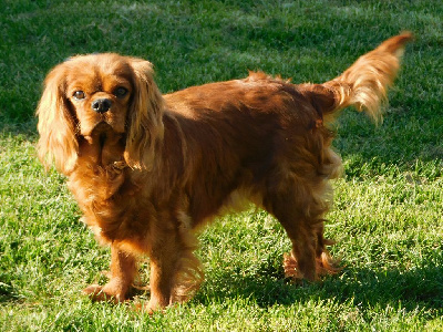 Étalon Cavalier King Charles Spaniel - Spaguetti Du Val Gauthier