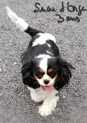 Étalon Cavalier King Charles Spaniel - Sucre d orge D'Ez Mortes Terres