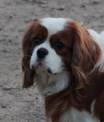 Étalon Cavalier King Charles Spaniel - Sir De L'Eden D'Isawan