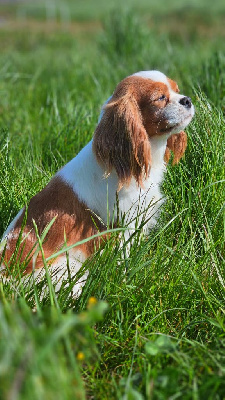 Étalon Cavalier King Charles Spaniel - Sakura du Domaine des Airaudes