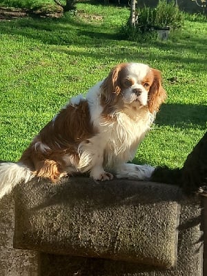 Étalon Cavalier King Charles Spaniel - Simba Des Eternels Charmeurs
