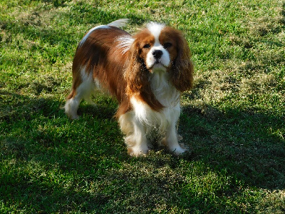 Étalon Cavalier King Charles Spaniel - Vasco Des Queues De Luma