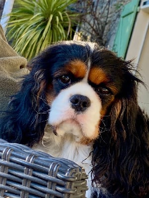 Étalon Cavalier King Charles Spaniel - Unabella (Sans Affixe)