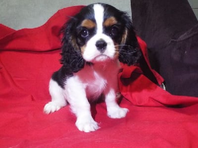 Étalon Cavalier King Charles Spaniel - Usuhaia Du Chateau Des Cours