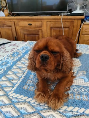 Étalon Cavalier King Charles Spaniel - Schoupette du marais du l'ingon