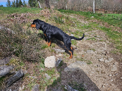 Étalon Chien courant slovaque - Vanille Des Tannières Aux Mordorées
