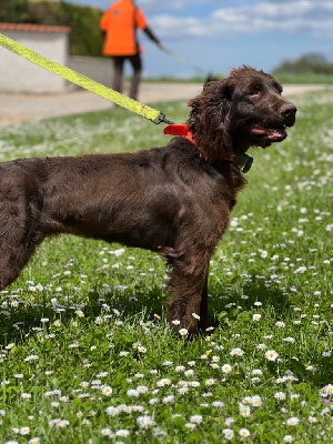 Étalon Chien d'Oysel allemand - Urly (Sans Affixe)