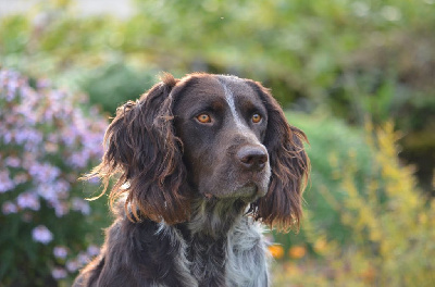 Étalon Chien d'Oysel allemand - CH. Sniper Du Val Des Houchis