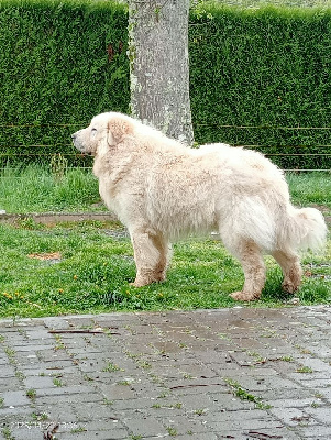 Étalon Chien de Montagne des Pyrenees - Ours du Haras de Chante-Neige