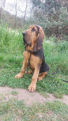Étalon Chien de Saint-Hubert - Vacqueyras Du Logis Des Molieres