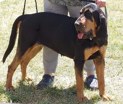 Étalon Chien de Saint-Hubert - Phara De La Porte Des Hautes Landes