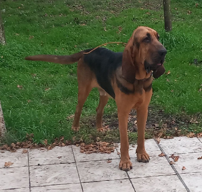 Étalon Chien de Saint-Hubert - Ceda dit unik (Sans Affixe)
