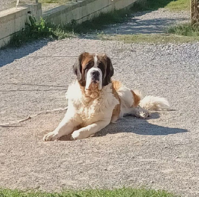 Étalon Chien du Saint-Bernard - Schweppes de l'ange aux papillons