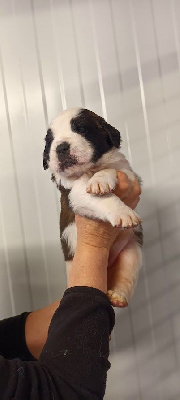 Étalon Chien du Saint-Bernard - Vodka de l'ange aux papillons
