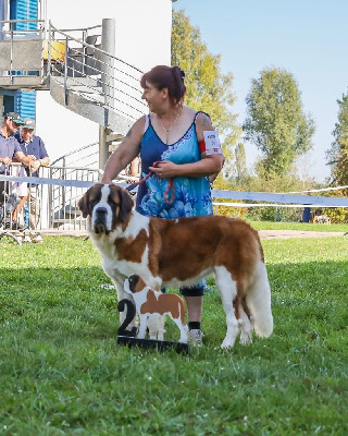 Étalon Chien du Saint-Bernard - Tequila de l'ange aux papillons