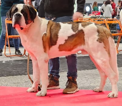 Étalon Chien du Saint-Bernard - CH. Ulk De La Route Des Garrotxes}