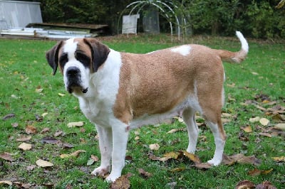 Étalon Chien du Saint-Bernard - Glimmer saint diamond made in heaven