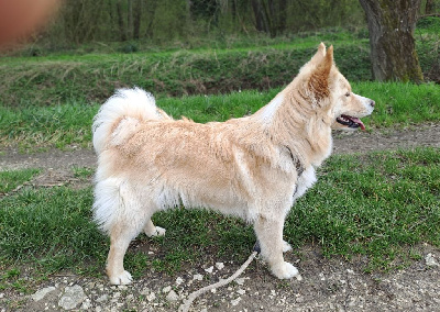 Étalon Chien finnois de Laponie - Ubelle Du Domaine Louchine