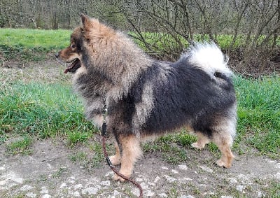Étalon Chien finnois de Laponie - CH. Ukonniemi ucky of artic cobaka