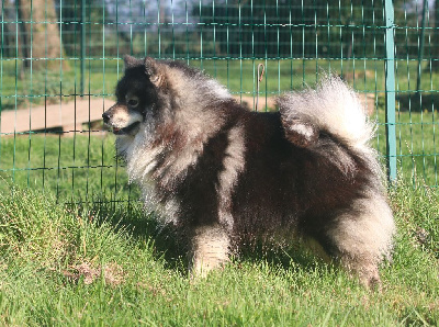 Étalon Chien finnois de Laponie - Unger games finnick Du Pays Des Mille Lacs
