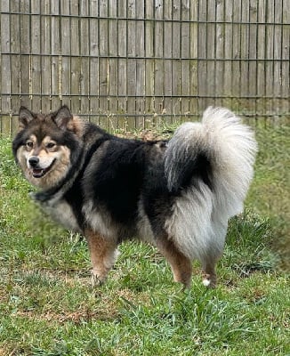 Étalon Chien finnois de Laponie - TÄhti side Auringosta