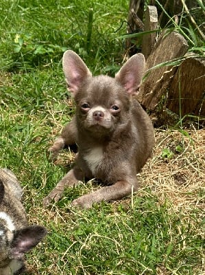 Étalon Chihuahua - takara tamaris Dacota
