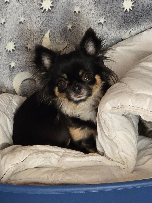 Étalon Chihuahua - CH. Touchka (Sans Affixe)