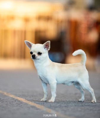 Étalon Chihuahua - CH. lookum Mewtwo