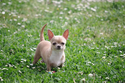 Étalon Chihuahua - The star is born Of Little Dog's Paradise