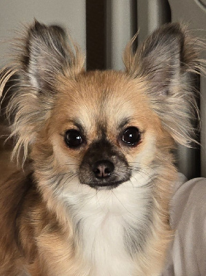 Étalon Chihuahua - Uxanne amour des Brault' Cadors