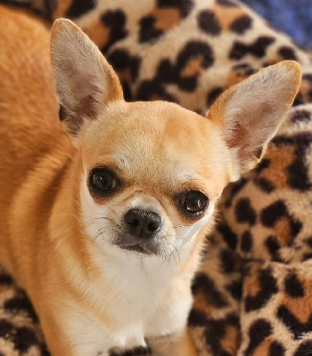 Étalon Chihuahua - Alba Del pasador